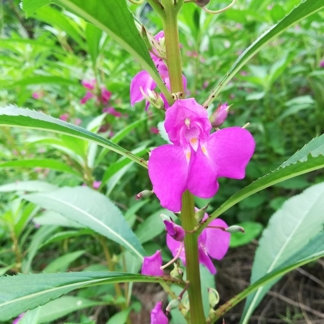 impatiens