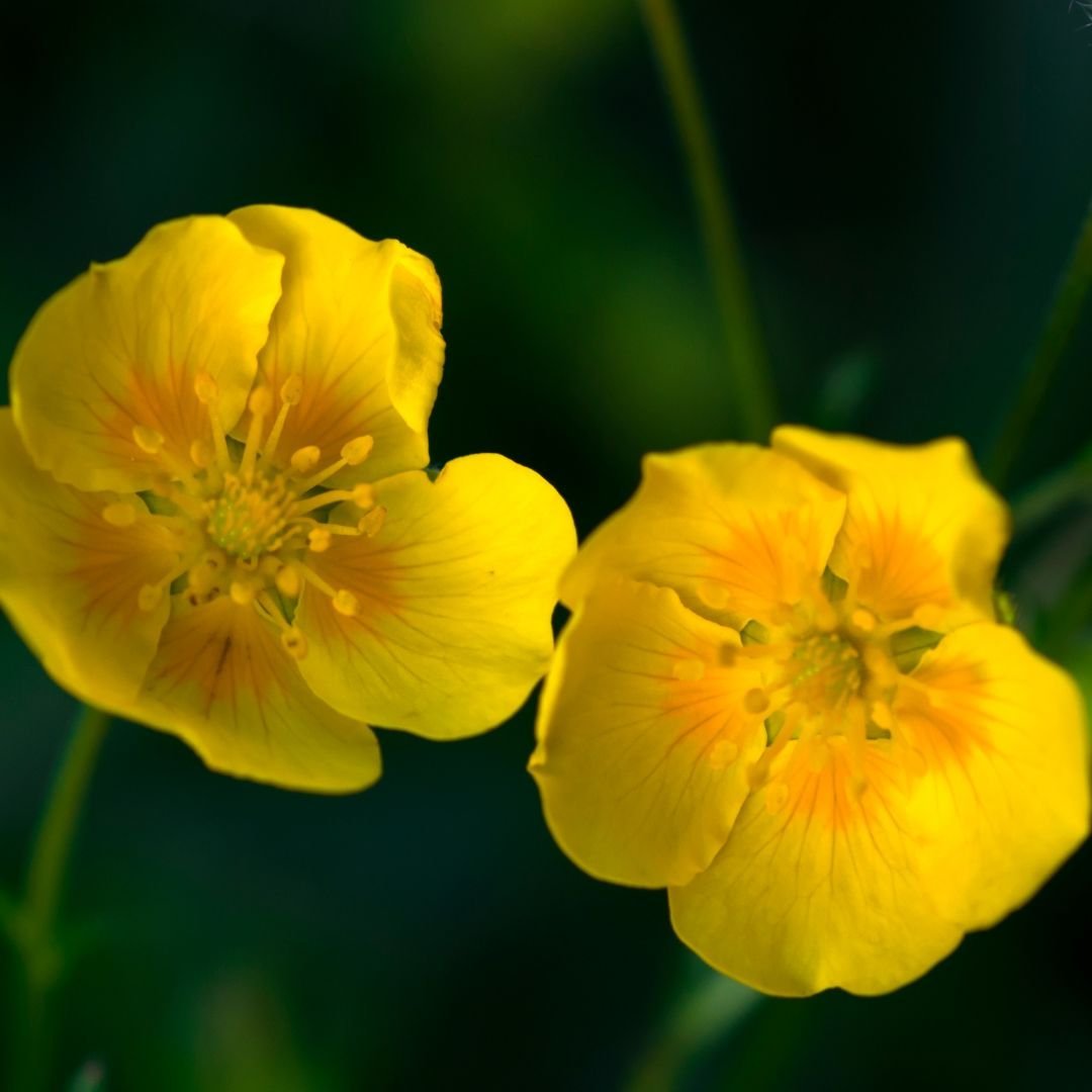 Flor de Bach rock rose