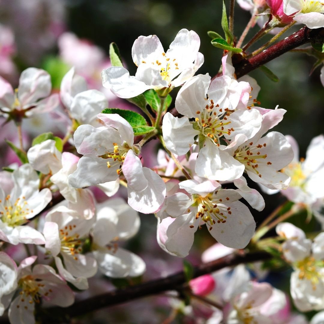 crab apple