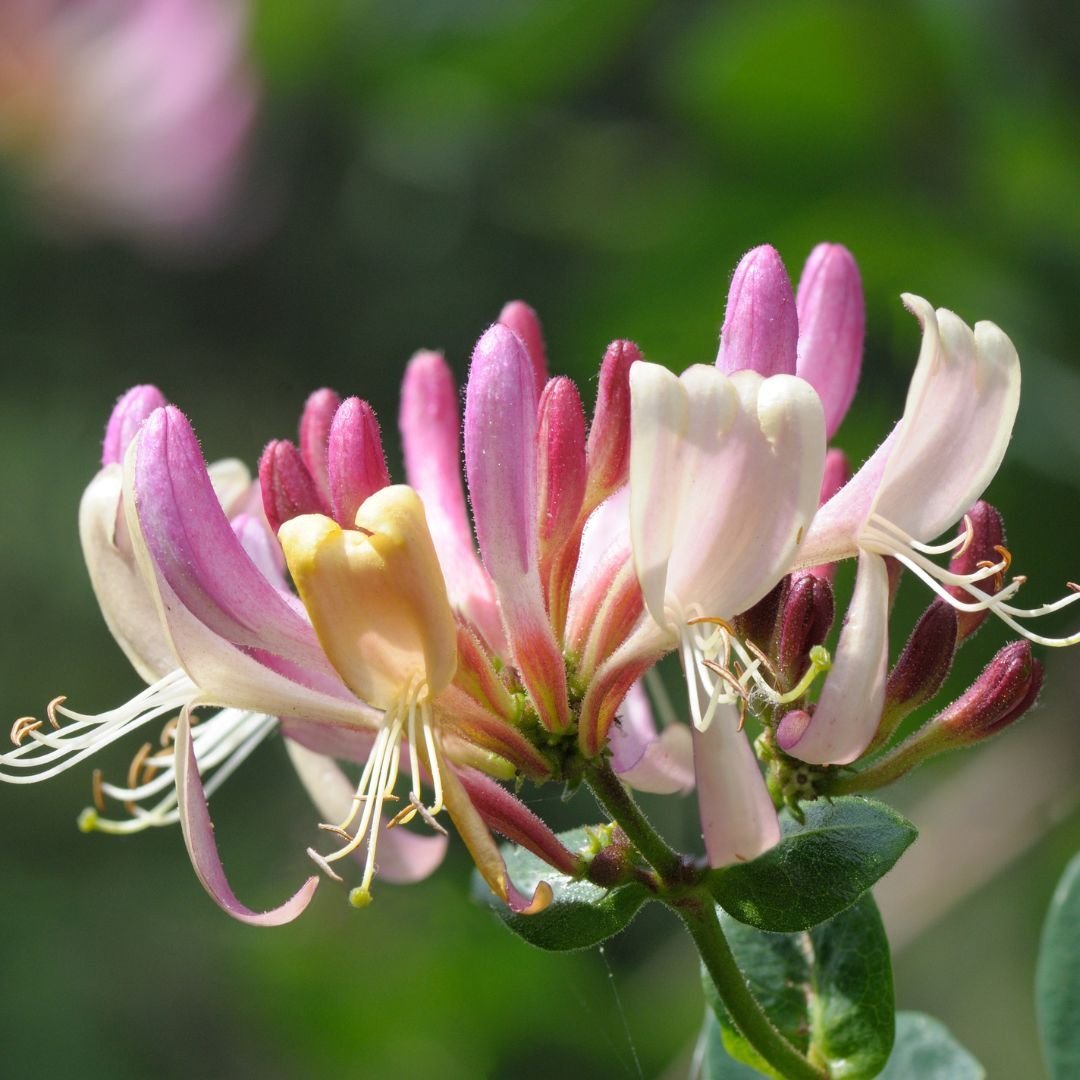 honeysuckle